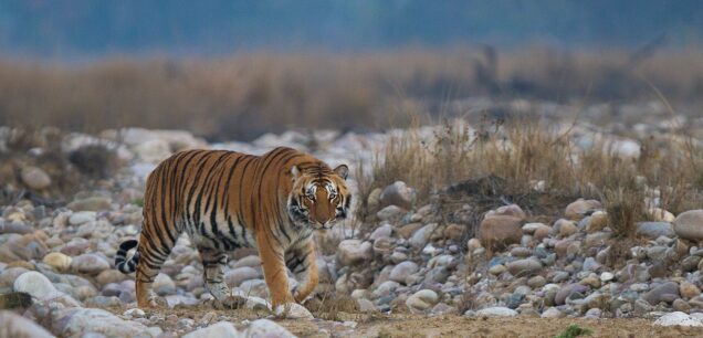 Jim Corbett