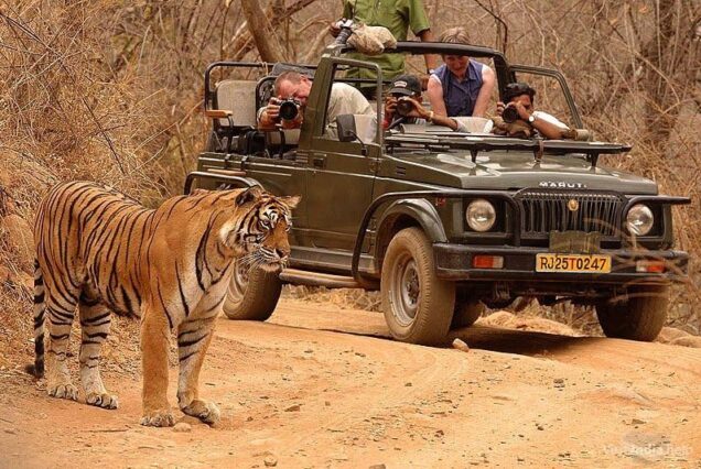 tadoba tour